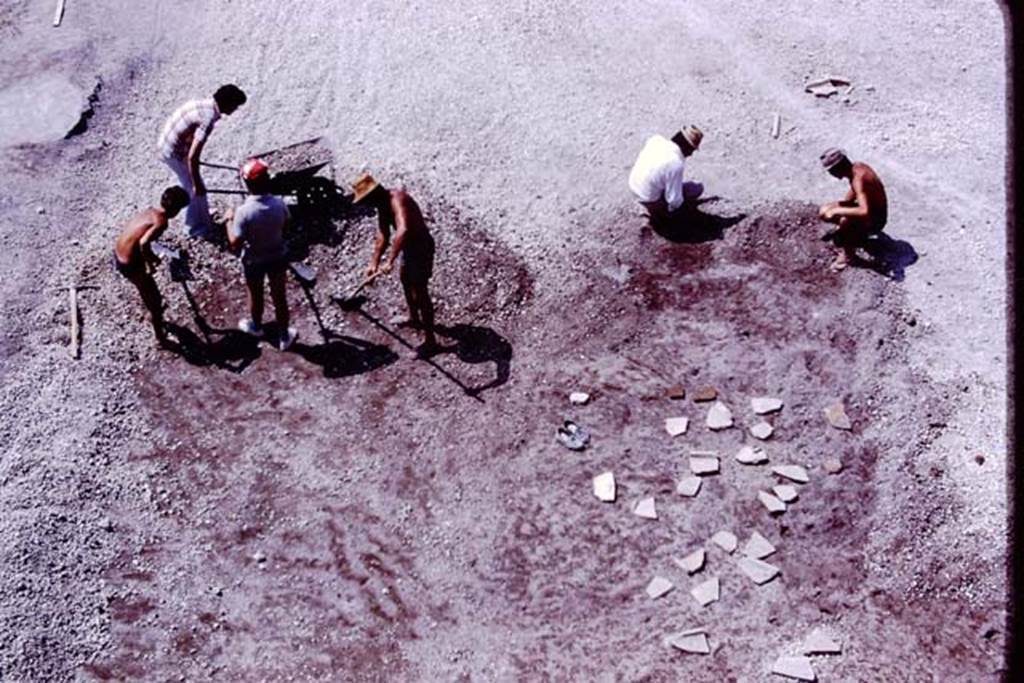 Oplontis, 1977. Root-cavities covered by stones/slabs at north end of north garden. Photo by Stanley A. Jashemski.
Source: The Wilhelmina and Stanley A. Jashemski archive in the University of Maryland Library, Special Collections (See collection page) and made available under the Creative Commons Attribution-Non Commercial License v.4. See Licence and use details. J77f0180
According to Wilhelmina – “In addition to the large group of cavities at the east corner of the east portico, and the one farther east near to where we had found the portrait head, this summer we found to the north, a third group of much better preserved root cavities. Upon closer examination, they appeared to be the cavities of a dense thicket of twenty to twenty-five oleanders, between seventy to one hundred years old.”
See Jashemski, W.F., 2014. Discovering the Gardens of Pompeii: Memoirs of a Garden Archaeologist, (p.254)