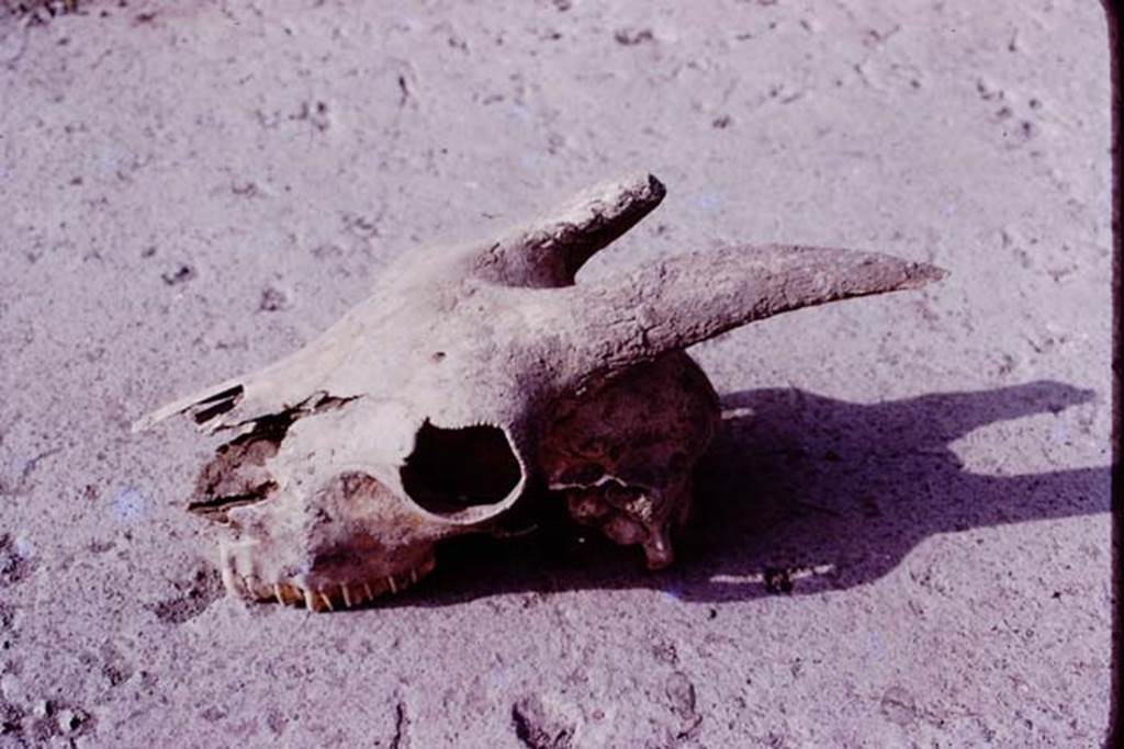 Oplontis, 1977. A goat’s skull (above), and one of a dog, were found near the large tree-root cavities. Photo by Stanley A. Jashemski.
Source: The Wilhelmina and Stanley A. Jashemski archive in the University of Maryland Library, Special Collections (See collection page) and made available under the Creative Commons Attribution-Non Commercial License v.4. See Licence and use details. J77f0234