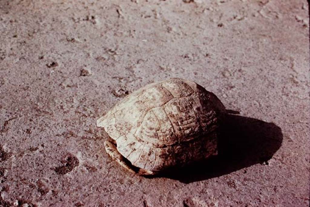 Oplontis, 1977. Shell of turtle, found near the large-tree root cavities in the north garden. Photo by Stanley A. Jashemski.
Source: The Wilhelmina and Stanley A. Jashemski archive in the University of Maryland Library, Special Collections (See collection page) and made available under the Creative Commons Attribution-Non Commercial License v.4. See Licence and use details. J77f0235