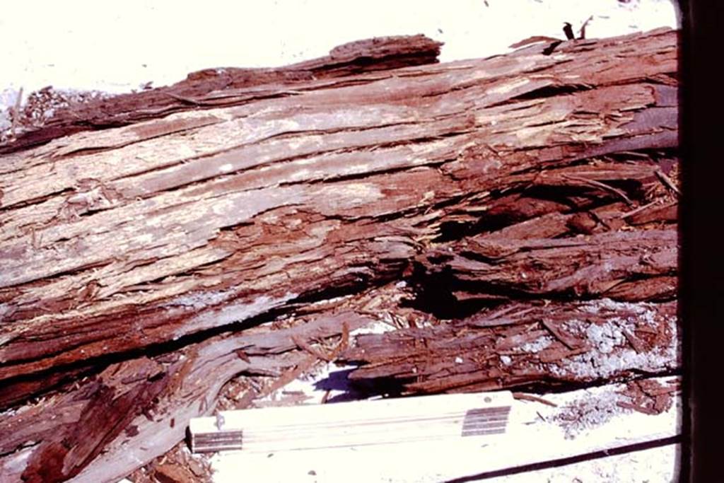 Oplontis, 1977. Tree-branch found in the lapilli. Photo by Stanley A. Jashemski.
Source: The Wilhelmina and Stanley A. Jashemski archive in the University of Maryland Library, Special Collections (See collection page) and made available under the Creative Commons Attribution-Non Commercial License v.4. See Licence and use details. J77f0331