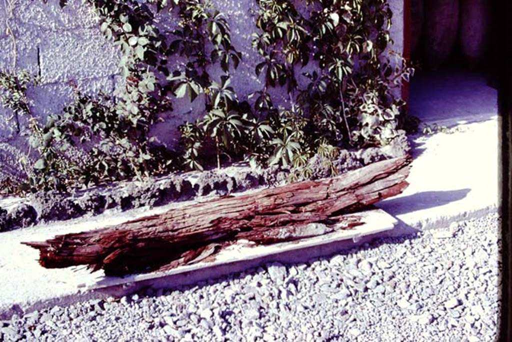 Oplontis. 1977. Branch of tree discovered in the lapilli. Photo by Stanley A. Jashemski.
Source: The Wilhelmina and Stanley A. Jashemski archive in the University of Maryland Library, Special Collections (See collection page) and made available under the Creative Commons Attribution-Non Commercial License v.4. See Licence and use details. J77f0400
According to Wilhelmina: “Most spectacular was the large branch (about six feet long) of a tree found in the volcanic fill, at a height of about eight feet, at the north edge of our excavations. It had the appearance of fresh wood, and hopefully could be easily identified, but it was found that the cellular structure had been almost entirely destroyed. Fortunately a few cells were preserved, and it was discovered the large tree was an olive. The cavities left by the spreading branches of the huge tree, which grew in the still unexcavated part of the garden (as well as the branches of other large trees, which may have been part of a row of olives) could be seen in the volcanic fill.
See Jashemski, W.F., 2014. Discovering the Gardens of Pompeii: Memoirs of a Garden Archaeologist, (p.255)