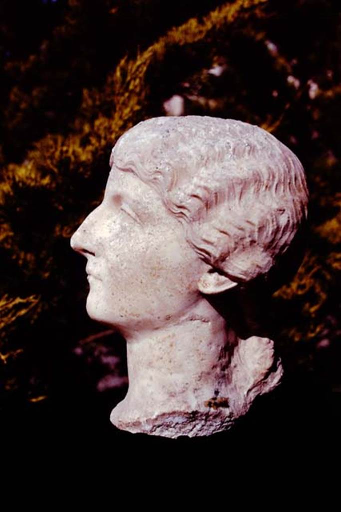 Oplontis, 1978. Marble portrait head of a woman found along the passageway.
Photo by Stanley A. Jashemski.
Source: The Wilhelmina and Stanley A. Jashemski archive in the University of Maryland Library, Special Collections (See collection page) and made available under the Creative Commons Attribution-Non Commercial License v.4. See Licence and use details. J78f0465