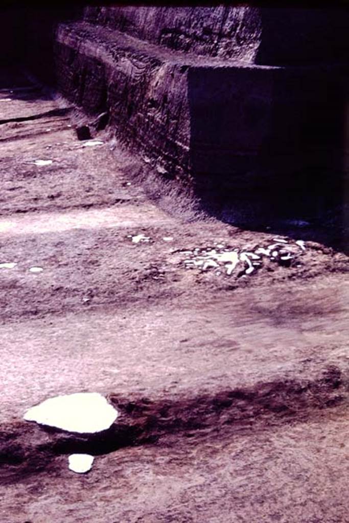 Oplontis, 1977. North garden, looking west along north side near unexcavated.
The large clump of cavities, probably small trees or shrubs, possibly oleanders, can be seen on the right. On the left is the filled white painted root cavity of the fourth large tree. Photo by Stanley A. Jashemski.
Source: The Wilhelmina and Stanley A. Jashemski archive in the University of Maryland Library, Special Collections (See collection page) and made available under the Creative Commons Attribution-Non Commercial License v.4. See Licence and use details. J77f0429