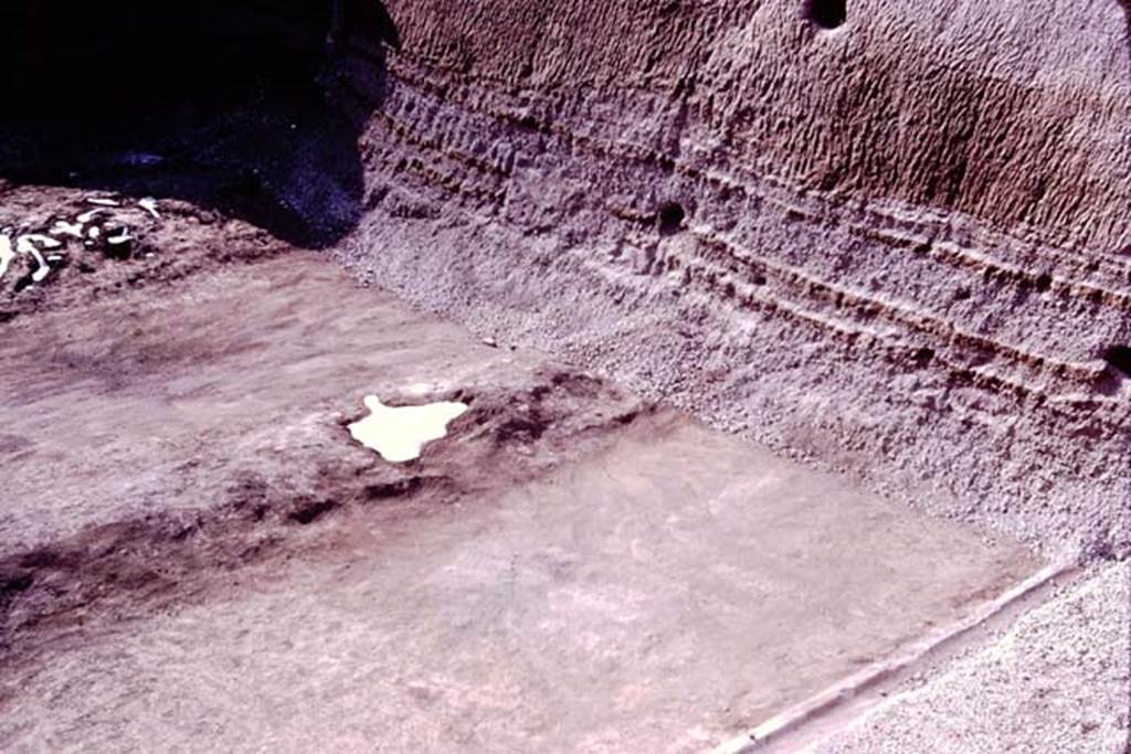 Oplontis, 1977. North garden, looking west along north side near unexcavated.
The large clump of cavities, probably small trees or shrubs, possibly oleanders, can be seen on the left. In the centre is the filled white painted root cavity of the fifth large tree. Photo by Stanley A. Jashemski.
Source: The Wilhelmina and Stanley A. Jashemski archive in the University of Maryland Library, Special Collections (See collection page) and made available under the Creative Commons Attribution-Non Commercial License v.4. See Licence and use details. J77f0431