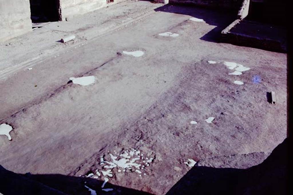 Oplontis, 1977. North garden, looking south-east across garden area. The large clump of cavities, probably small trees or shrubs, possibly oleanders, can be seen in the lower centre. Across the centre is the filled white painted line of five root cavities belonging to five large trees. In the top left, along the edge of the portico, is a row of smaller root cavities, later identified as daisy chrysanthemums. Photo by Stanley A. Jashemski.
Source: The Wilhelmina and Stanley A. Jashemski archive in the University of Maryland Library, Special Collections (See collection page) and made available under the Creative Commons Attribution-Non Commercial License v.4. See Licence and use details. J77f0449