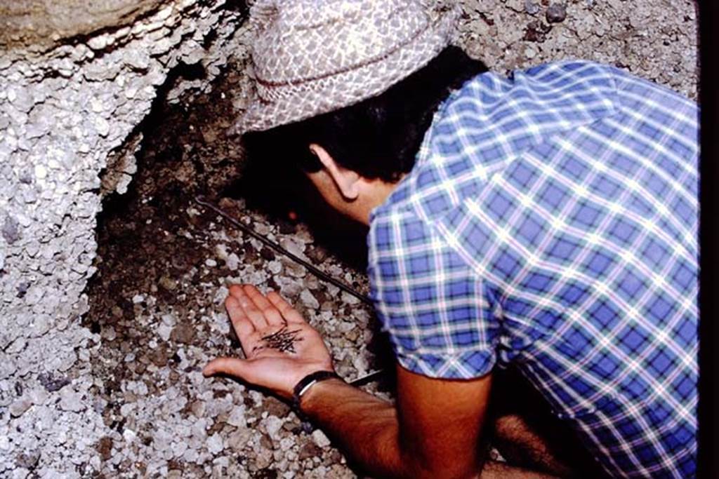 Oplontis, 1978. Small finds in the lapilli. Photo by Stanley A. Jashemski.
Source: The Wilhelmina and Stanley A. Jashemski archive in the University of Maryland Library, Special Collections (See collection page) and made available under the Creative Commons Attribution-Non Commercial License v.4. See Licence and use details. J78f0289