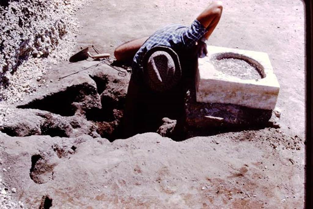 Oplontis, 1978. Digging out a root cavity found behind a statue base. Photo by Stanley A. Jashemski.
Source: The Wilhelmina and Stanley A. Jashemski archive in the University of Maryland Library, Special Collections (See collection page) and made available under the Creative Commons Attribution-Non Commercial License v.4. See Licence and use details. J78f0301
According to Wilhelmina, “We were delighted to find root cavities behind each statue base. Those behind statue base one, two, four and five, counting from the south were of large trees. Behind statue base VI, the root cavity was identified as an oleander.”
See Jashemski, W.F., 2014. Discovering the Gardens of Pompeii: Memoirs of a Garden Archaeologist, (p.266).