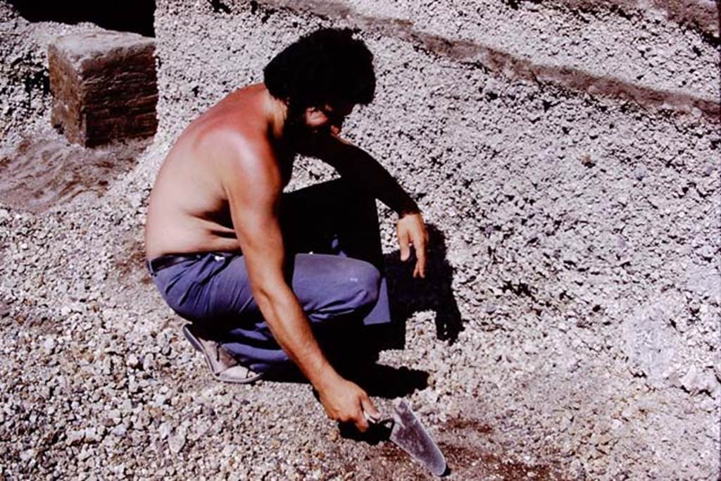 Oplontis, 1978. Finding another root cavity, at the rear statue base VII still in the lapilli. Photo by Stanley A. Jashemski.
Source: The Wilhelmina and Stanley A. Jashemski archive in the University of Maryland Library, Special Collections (See collection page) and made available under the Creative Commons Attribution-Non Commercial License v.4. See Licence and use details. J78f0319