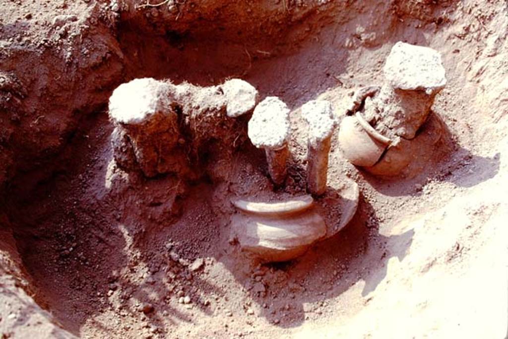 Oplontis, 1978. Filled root cavities growing in buried pots. Photo by Stanley A. Jashemski.
Source: The Wilhelmina and Stanley A. Jashemski archive in the University of Maryland Library, Special Collections (See collection page) and made available under the Creative Commons Attribution-Non Commercial License v.4. See Licence and use details. J78f0649