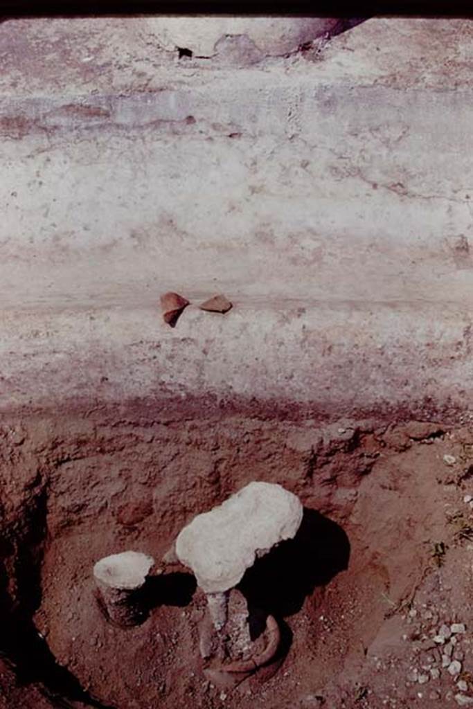 Oplontis, 1978. Two filled root-cavities, and fragment of broken pot on the edge of the portico. Photo by Stanley A. Jashemski.
Source: The Wilhelmina and Stanley A. Jashemski archive in the University of Maryland Library, Special Collections (See collection page) and made available under the Creative Commons Attribution-Non Commercial License v.4. See Licence and use details. J78f0670