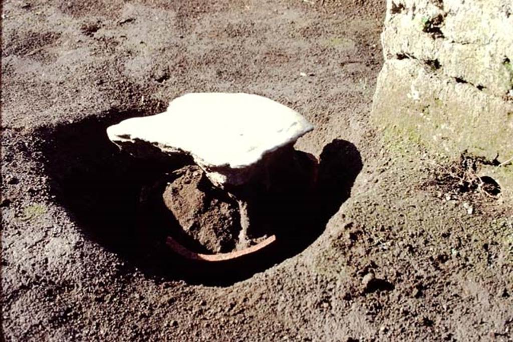 Oplontis, c.1984. Statue base VIII, filled root-cavity in a terracotta pot which proved to be an amphora, in which a lemon tree had been started in the amphora and was growing from its mouth. 
Source: The Wilhelmina and Stanley A. Jashemski archive in the University of Maryland Library, Special Collections (See collection page) and made available under the Creative Commons Attribution-Non Commercial License v.4. See Licence and use details. Oplo0035
