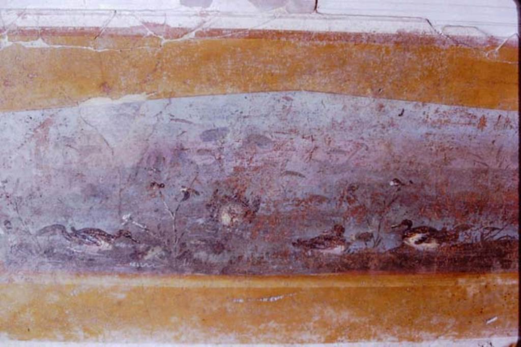 Gragnano, Villa rustica in Località Carmiano, Villa A. 1970. Triclinium 1, east wall.
Panel with painting of ducks in zoccolo below central painting of Bacchus and Ceres.
Photo by Stanley A. Jashemski.
Source: The Wilhelmina and Stanley A. Jashemski archive in the University of Maryland Library, Special Collections (See collection page) and made available under the Creative Commons Attribution-Non Commercial License v.4. See Licence and use details.
J70f0624
Stabiae Antiquarium, inventory number 63687.