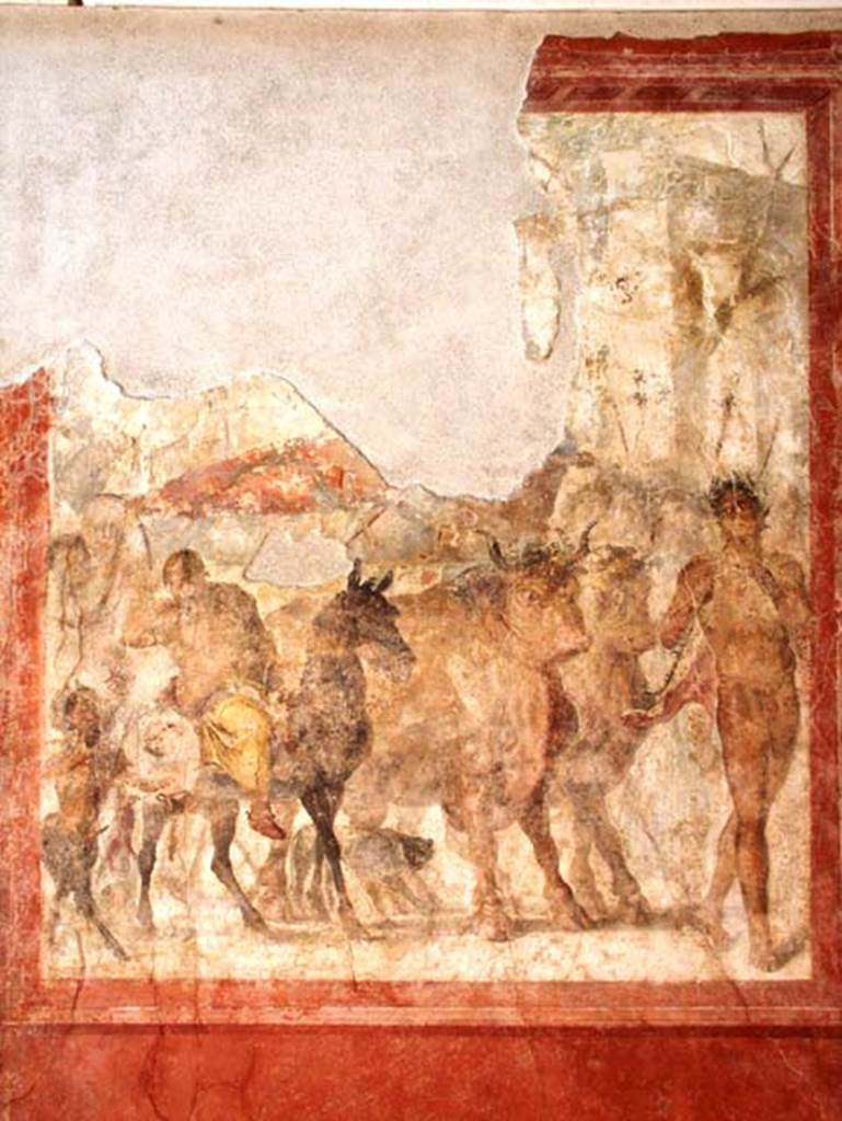 Gragnano, Villa rustica in Località Carmiano, Villa A. Triclinium 1, south wall.
Central fresco of Triumph of Dionysus on a chariot pulled by two bulls.
According to Croisille, this depicts the Triumph of Bacchus but the upper part is severely degraded and you cannot see the god who is on a chariot pulled by two oxen. He is accompanied by his usual train:
Left, is the big Silenus, whose paunch is spread on the back of his donkey; a little ithyphallic faun, with a mocking air;
Right, a naked young man with a dance in his step guides the harness,
In the background, one discerns figures half lost now (probably maenads)
A panther sneaks between the heavy hooves of the oxen.
See Croisille J. M., 1966. Les Fouilles archéologiques de Castellammare: Latomus XXV, 1966, pp. 252, Pl. VIII fig. 12.
According to Bonifacio, this represents the Triumph of Dionysus on a chariot pulled by two bulls preceded by a naked satyr playing a pan flute.
See Bonifacio G., 2004. In Stabiano: Exploring the Ancient Seaside Villas of the Roman Elite. Castellamare: Nicola Longobardi, p. 71.
