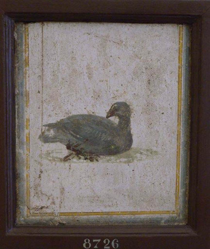 Stabiae, Villa Arianna, found 22nd July 1758. Room W.15. Painting of bird.
Now in Naples Archaeological Museum. Inventory number 8726.
See Pagano, M. and Prisciandaro, R., 2006. Studio sulle provenienze degli oggetti rinvenuti negli scavi borbonici del regno di Napoli. Naples: Nicola Longobardi, p. 242.
See Sampaolo V. and Bragantini I., Eds, 2009. La Pittura Pompeiana. Electa: Verona, p. 490.