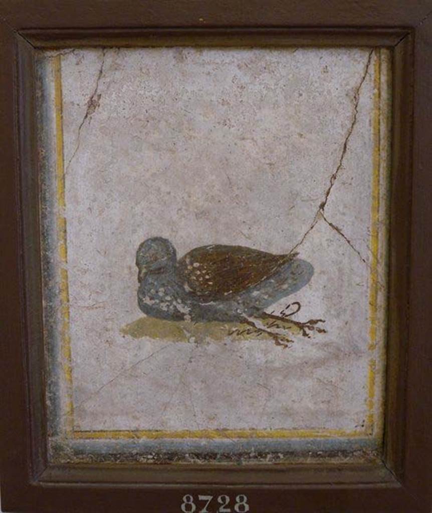 Stabiae, Villa Arianna, found 22nd July 1758. Room W.15. Painting of bird.
Now in Naples Archaeological Museum. Inventory number 8728.
See Pagano, M. and Prisciandaro, R., 2006. Studio sulle provenienze degli oggetti rinvenuti negli scavi borbonici del regno di Napoli. Naples: Nicola Longobardi, p. 242.
See Sampaolo V. and Bragantini I., Eds, 2009. La Pittura Pompeiana. Electa: Verona, p. 490.