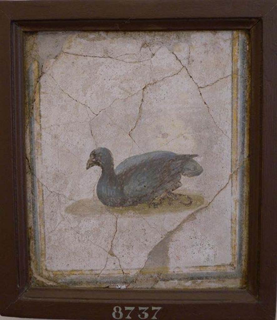 Stabiae, Villa Arianna, found 29th July 1758. Room W.15. Painting of bird.
Now in Naples Archaeological Museum. Inventory number 8737.
See Pagano, M. and Prisciandaro, R., 2006. Studio sulle provenienze degli oggetti rinvenuti negli scavi borbonici del regno di Napoli. Naples: Nicola Longobardi, p. 242.
See Sampaolo V. and Bragantini I., Eds, 2009. La Pittura Pompeiana. Electa: Verona, p. 491.
