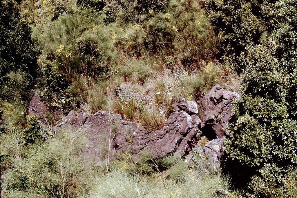 Vesuvius lava, 1972. Photo by Stanley A. Jashemski.
Source: The Wilhelmina and Stanley A. Jashemski archive in the University of Maryland Library, Special Collections (See collection page) and made available under the Creative Commons Attribution-Non-commercial License v.4. See Licence and use details.
J72f0049